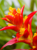 Red and Yellow Bromeliad  San Francisco  California  USA