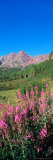Fireweed in Spring with Maroon Bells  Colorado  USA