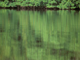 Mangrove  10 000 Islands  Everglades  Florida  USA