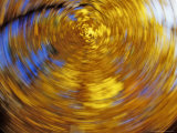 Artistic Look at Sugar Maple Forest  Tamarac National Wildlife Refuge  Minnesota  USA