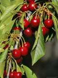 Flathead Cherries in Polson  Montana  USA