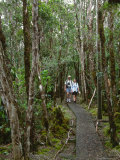 Pihea Trail  Kauai  Hawaii  USA