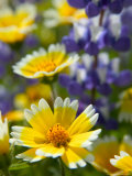 Tiddy Tips and Lupine  Shell Creek  California  USA