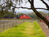 Red Barn near Vineyards  Napa Valley  California  USA