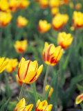 Backlit La Courtine Tulips  Holland  Ottowa County  Michigan  USA