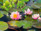 Water Lilies in Pool at Darioush Winery  Napa Valley  California  USA