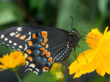Male Black Swallowtail on Yellow Cosmos  Florida
