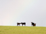 Black Angus Calves in a Rainbow near Red Lodge  Montana  USA