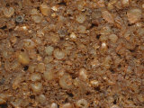 Close-up of a Rough Brown Granola Bar with Chunks of Grains