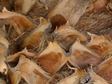 Close-up of a Palm Tree Trunk with Rough Bark