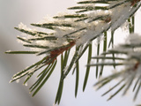 Close-up of Cold Pine Needles Covered with Snow