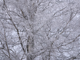 A Large Tree with Many Branches Covered with Cold White Snow