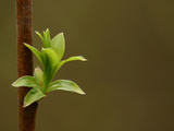 Close-up of a Brown Branch and a Fresh Green Leafy Bud