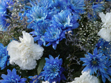 Close-up of Colorful Blue and White Flowers with Baby's Breath