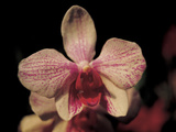 Close-up of Exotic and Colorful Orchid Blossom