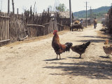 Hens on a Farm