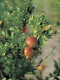 Fresh Pomegranate Fruit on a Tree Branch