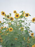 Cheerful Yellow Sunflowers