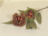 Fresh Hazel Nuts in Shells on a Twig
