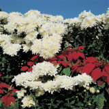 Fresh White Carnations and Bright Red Poinsettias
