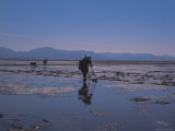 Silhouette of People Working in Field at Dusk