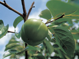 Close-up of Green Fruit on a Tree Branch