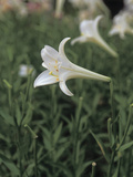 A Single White Lily Blossom
