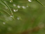 Close-up of Blades of Green Grass with Fresh Clear Water Droplets