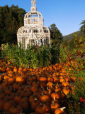 Pumpkins  in Preparation for Halloween Festival  at Pumpkin Farm  Half Moon Bay  California  USA