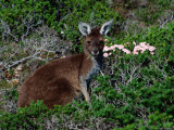 Western Grey Kangaroo (Macropus Fuliginosus) Feeding on Flowering Heath  Australia