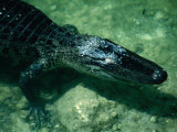 An American Alligator Smiling in the Water  Everglades National Park  Florida  USA