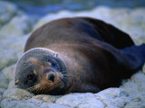 New Zealand Fur Seal (Arctocephalus Forsteri)  Milford Sound  Southland  New Zealand