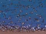 Eastern Curlew (Numenius Madagascariens) at Roebuck Bay Near Broome  Australia