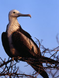 Great Frigatebird (Fregata Minor) Juvenile  Isla Seymour  Galapagos  Ecuador 