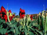Sturt Desert Pea  Australia