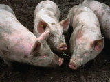 Free Range Pigs Digging in Dirt  Rougemont  Switzerland