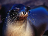 Galapagos Sea Lion (Zalophus Californianus) Punta Espinosa  Isla Fernandina  Galapagos  Ecuador 