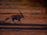Gemsbok or South African Oryx on the Run  Kgalagadi Transfrontier Park  Northern Cape  South Africa