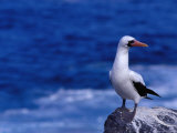 Nazca (Masked) Booby (Sula Dactylatra)  Punta Suarez  Ecuador
