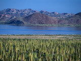 Cardon Cactus (Pachycereus Pringlei) Covers the Desert Landscape of the Baja Peninsula  Mexico
