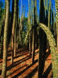 Spiny Forest in the Berenty Reserve  Berenty Toliara  Madagascar