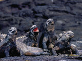 Marine Iguanas (Amblyrhynchus Cristatus) in Ventilation Position  Punta Espinosa  Ecuador