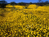 Desert Annual Wildflowers After Rain  Kalbarri National Park  Australia