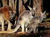 Male  Female and Joey Red Kangaroos (Macropus Rufus)  Australia