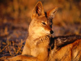 Black-Backed Jackal (Canis Mesomelas)  Hwange National Park Matabeleland North  Zimbabwe