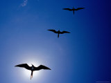 Magnificent Frigatebirds (Fregata Magnificens) in Flight  Puerto Egas  Ecuador