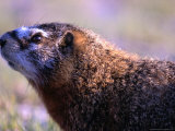 Yellow-Bellied Marmot in the Upper Geyser Basin  Yellowstone National Park  Wyoming  USA