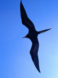Magnificent Frigatebirds in Flight at Puerto Egas  Isla San Salvador  Galapagos  Ecuador 