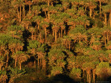 Forest of Cactus Trees (Euphorbia Sp) Covering Southern Slopes  Lake Naivasha  Kenya