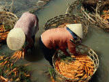 Women Washing Carrots in River Water Da Lat  Lam Dong  Vietnam